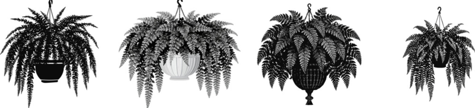 A lush Boston fern plant gracefully hangs from a classic minimalist hanging basket container, creating an elegant and serene indoor garden silhouette against a pure white background