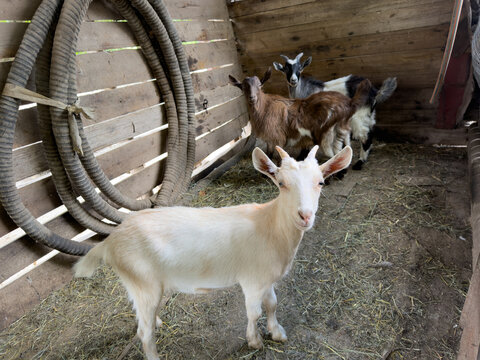 Young white goat looking at viewer in barn