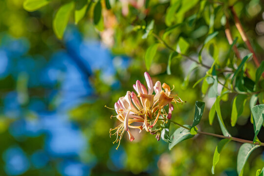 Close up of blooming honeysuckle flowers (Lonicera) on a vine, beautiful macro photography of garden flora with a soft green and blue bokeh background.