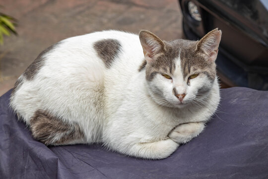 A detailed close up of a white and grey Turkish street cat resting. Fluffy homeless stray feline with a unique spotted coat, sitting comfortably in an urban environment, Turkey.