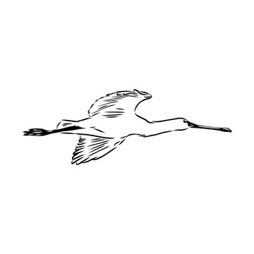 Spoonbill wild bird, vector sketch