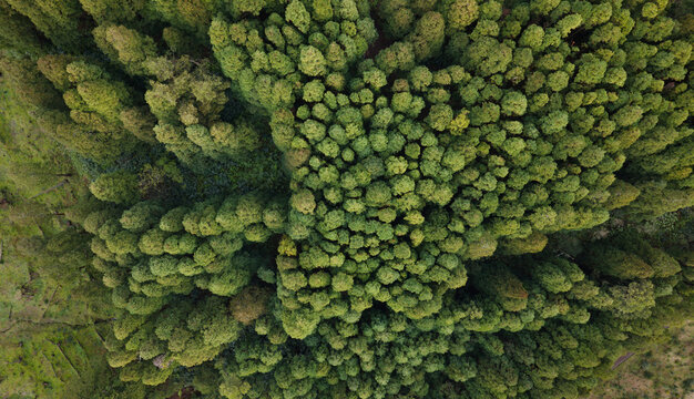 Aerial view of dense Cryptomeria japonica forests in the Azores islands, Portugal.