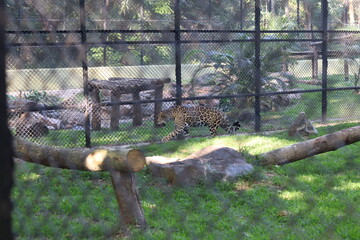 Cheetah walking along a tall wire mesh fence inside a large grassy zoo enclosure © Habii