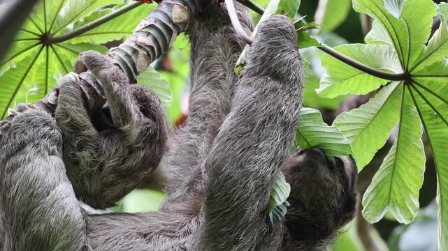 Three-toed sloth with baby