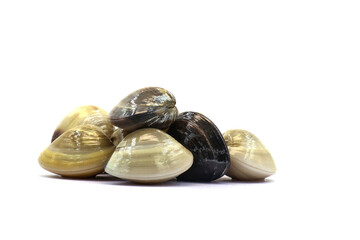 Closed up fresh baby clams. venus shell. shellfish. carpet clams. Food from nature. as raw food from the sea are the seafood ingredients. fresh clams isolated on white background © Pisan