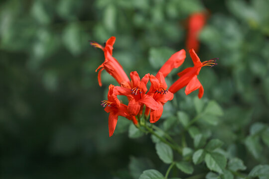 Tecomaria capensis flowers in garden