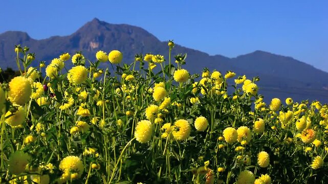 黒姫高原のダリアと妙高山