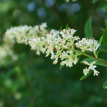 Ligustrum, privet&mdash;beautiful white flowers on a poisonous shrub.