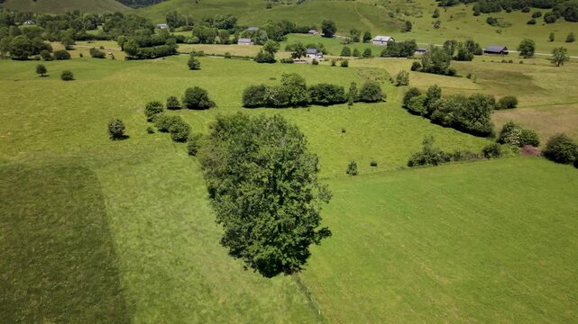 Aerial view shows trees in French countryside with birds arriving to settle among the branches of the trees