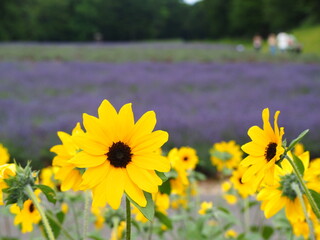 Fototapeta premium たんばら高原のひまわりとラベンダー畑の風景