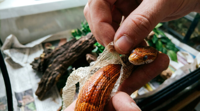Person holding corn snake shedding skin from head. Herpetologist assisting reptile during molting process. Nature biology study, exotic pet care and animal growth development concept.