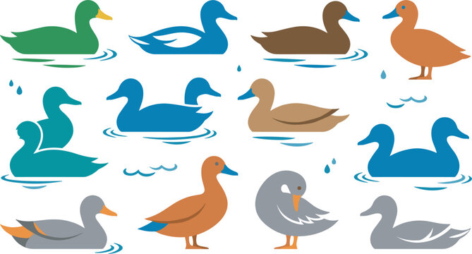 Colorful duck bird vector illustration collection set with mallard silhouettes swimming in water waves and preening feathers for nature and wildlife design