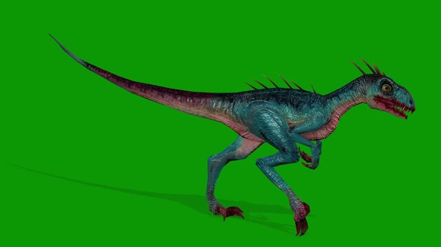 Realistic Dinosaur Raptor Walking Right 3D Render Animation with Green Screen