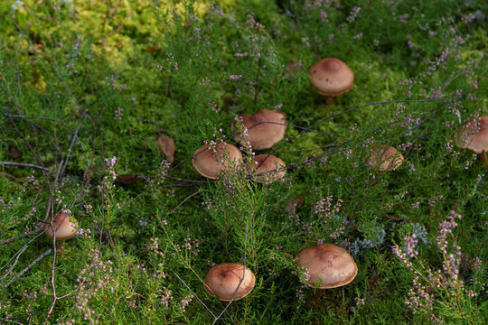 A bitter bolete mushroom grows in the forest among common heather. A whole family of wild mushrooms in their natural habitat in the summer woods.