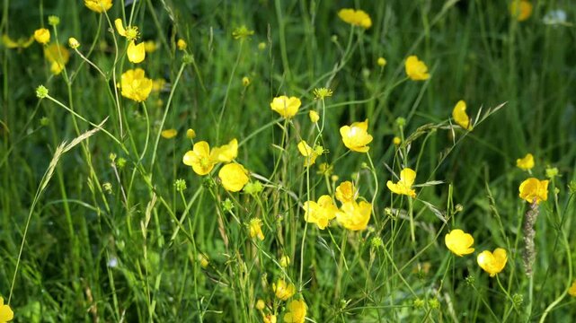 Yellow buttercup flowers swaying in the wind