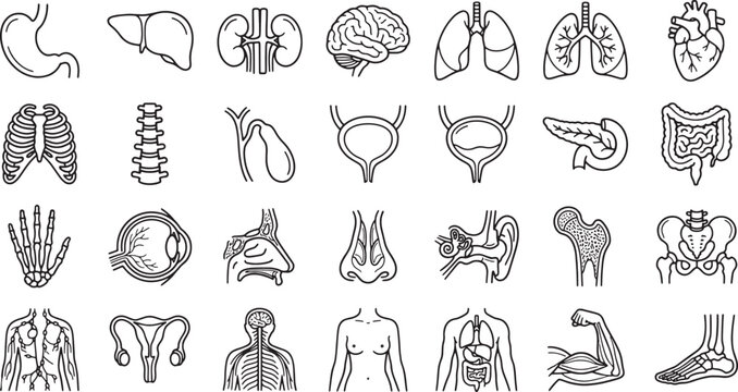 Human Anatomy Organs Line Icons Set - Medical Vector Pack