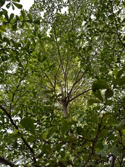 Fototapeta premium Bottom view of a shady green tree canopy against a bright sky background