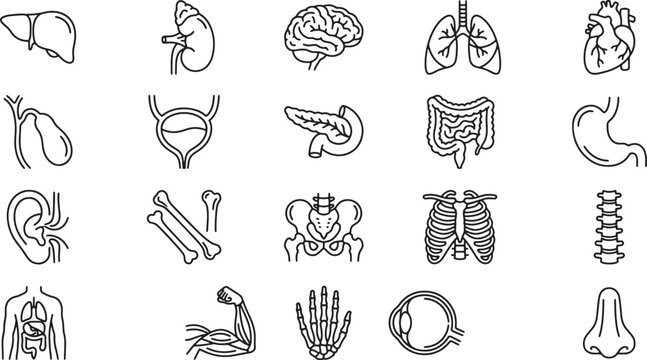 Human Internal Organs Line Icons Set - Anatomy Vector Collection