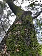 Fototapeta premium Natural background texture of green moss on old tree bark in a rainforest