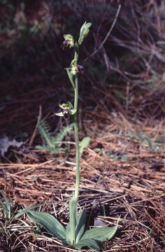 Ophrys cinereophilia or Ashy-mining bee orchid