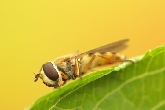 *Syrphus ribesii* insect on a leaf