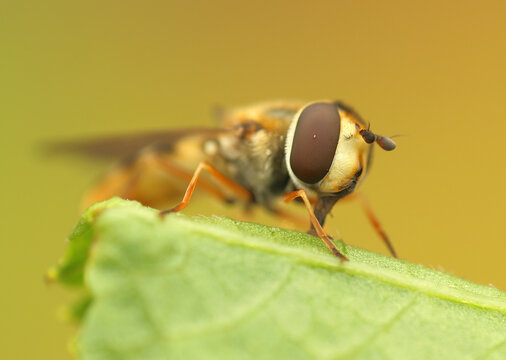 *Syrphus ribesii* insect on a leaf