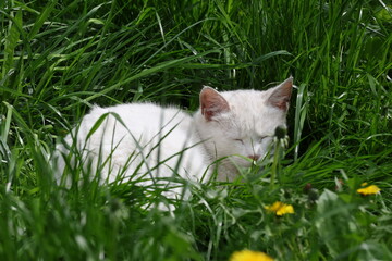 White cat enjoying a peaceful nap among fresh grass © Olga