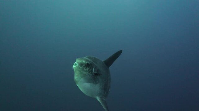 Ocean Sunfish Swimming Through Open Ocean Waters