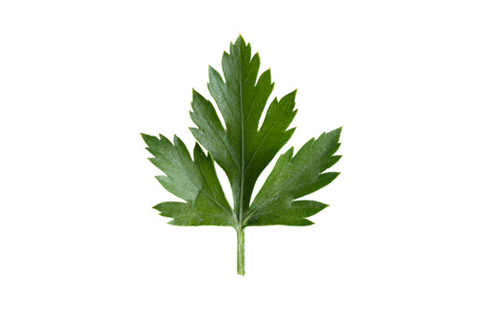 Foglia verde di prezzemolo isolata su sfondo bianco