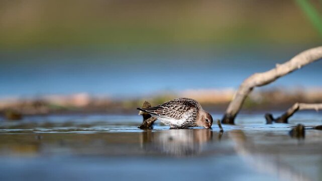 Dunlin Wading In A Shallow Lake In The Wild