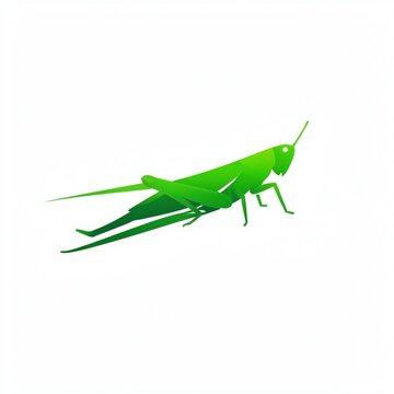 green grasshopper isolated on white background
green grasshopper isolated on white
locust isolated on white background