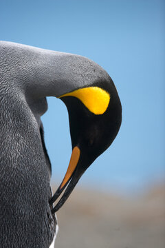 King penguin preening feathers