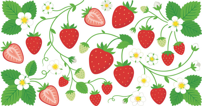 Fresh strawberry branch vector illustration set with red berries ripe half cut sections green leaves and white blossoms for organic product design