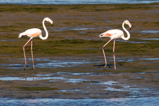 Greater Flamingos (Phoenicopterus roseus) at sunset walking on tidal mudflats, Berg River Estuary, Velddrif, West Coast, South Africa