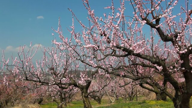 松代のアンズの花