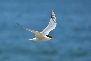 Fototapeta premium The common tern (Sterna hirundo) is a seabird in the family Laridae. This bird has a circumpolar distribution, its four subspecies breeding in temperate and subarctic regions of Europe, Asia and North