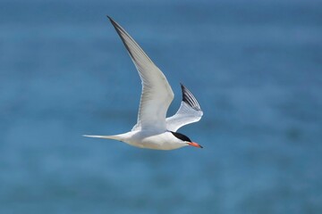 Fototapeta premium The common tern (Sterna hirundo) is a seabird in the family Laridae. This bird has a circumpolar distribution, its four subspecies breeding in temperate and subarctic regions of Europe, Asia and North