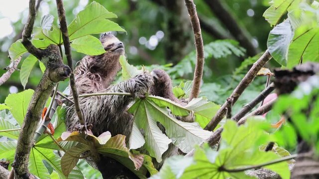 Three-toed sloth with baby
