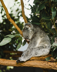 koala taking a nap on a eucalyptus tree © Alyssa