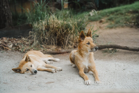 Australian dingos laying down in the zoo
