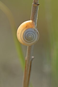 Kart&auml;userschnecke (Monacha cartusiana)