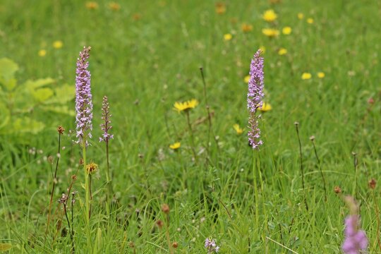 Gymnadenia conopsea (M&uuml;cken-H&auml;ndelwurz) auf Kalkmagerrasen