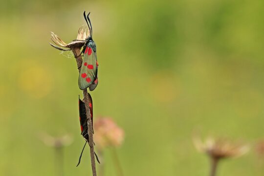 Paarung des Sechsfleckwidderchens (Zygaena filipendulae)