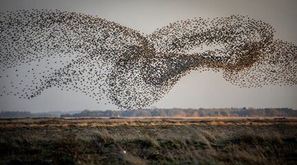 Stunning murmuration of starlings flying over a field at dusk.