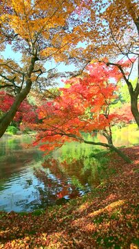 公園の紅葉と池