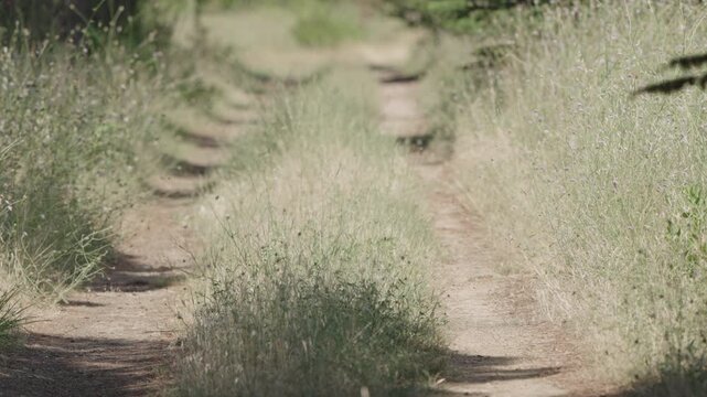 Narrow dirt path winding through tall grass and wildflowers