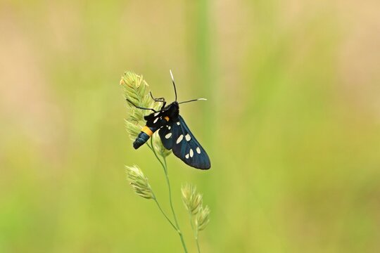  Wei&szlig;fleck-Widderchen (Amata phegea)