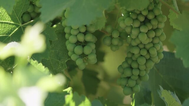 Long rows of green vines in sunny vineyard landscape