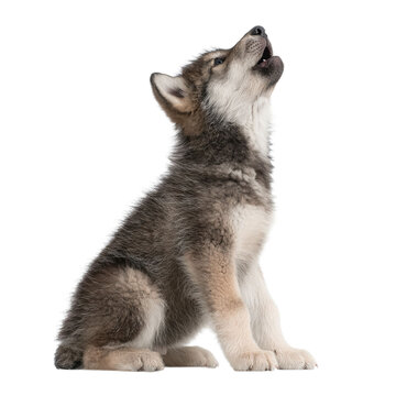 PNG of A playful wolf pup howling adorably