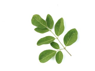 Fototapeta premium A single branch of fresh green moringa oleifera leaves isolated on white background. Ideal for themes involving herbal medicine and healthy supplements 